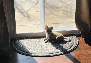 One year-old Chihuahua teacup