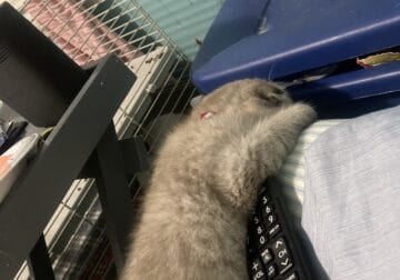 Scottish Fold/Persian For Purchase