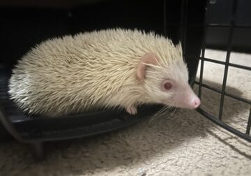 Albino Male Hedgehog