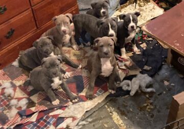 Blue pitbull puppies