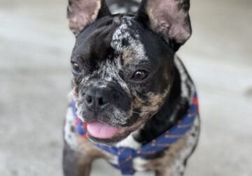 Frenchies need good home