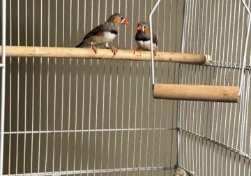 Male Finches