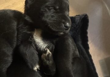 German shepherd/Black Lab mix puppies