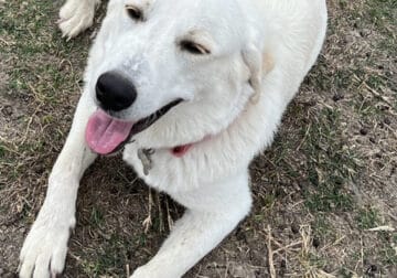 Female Great Pyrenees
