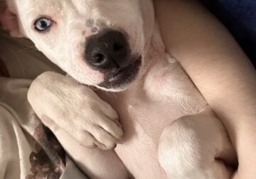 Pitbull puppy