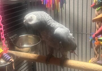 Congo African grey 9 year old