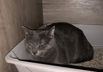 Coop, the Grey Cat