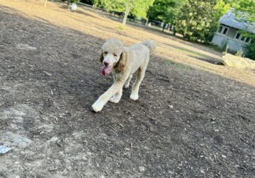 2 year old Standard Poodle