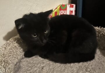 Sweet kitten looking for a good home