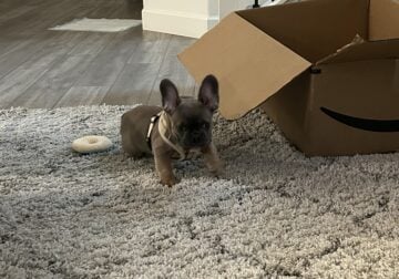 AKC Registered Frenchie Pup – Male