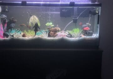 Fully established Chiclid tank everything included