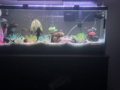 Fully established Chiclid tank everything included