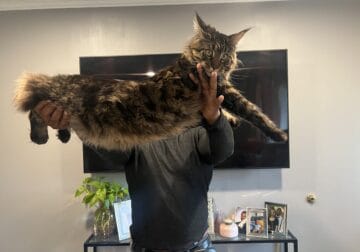 13 months year old Maine Coon