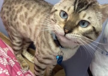 Male Snow Bengal for Sale!