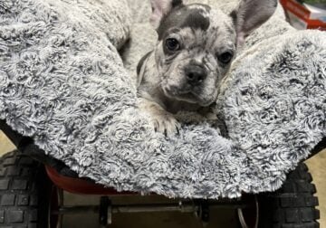 Female Frenchie Merle AKC rehoming puppy