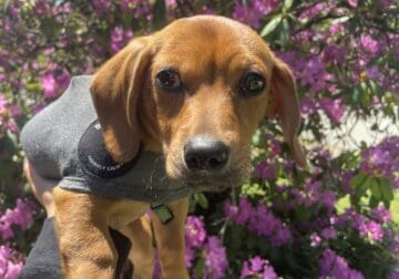 Chiweenie puppy looking for a loving home