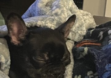 Frenchton Puppy for sale