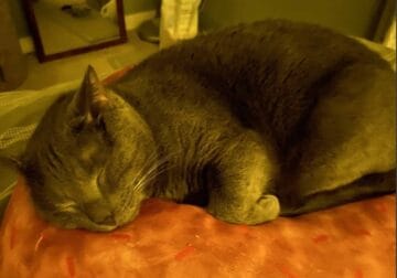 Yogi, the Grey Cat