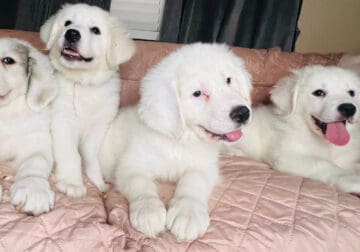 Great Pyrenees female pups