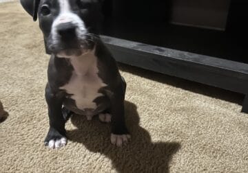 Beautiful Pitbull Puppies Re-homing $200
