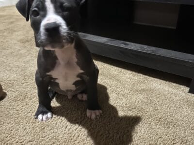 Beautiful Pitbull Puppies Re-homing $200