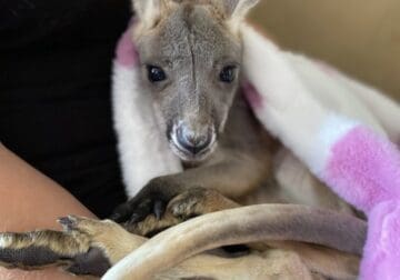 Kangaroo bottle baby