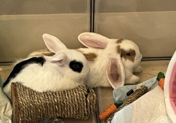 A pair of adorable Holland Rabbits for sale
