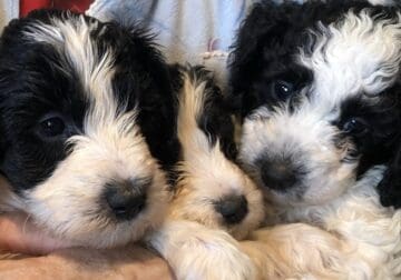 Healthy and Happy Sheepadoodles for sale