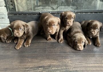 Chocolate/Yellow Labrador Puppies
