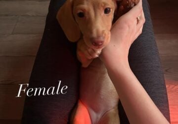 Miniature Dachshunds for sale