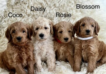 Valentines Day F1B Golden Doodle Puppies