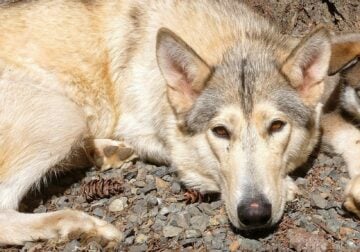 1 Wolfdog Pup Left SW Oregon