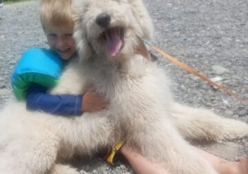 White Male Standard Poodle