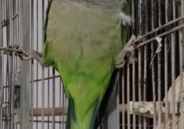 Quaker Parrot for sale