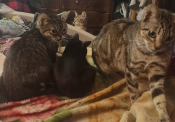 Cats and Kittens looking for loving homes