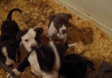 American Pitbull puppies for sale