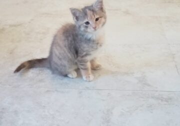Looking to sell 8week old baby kitten DOB 11/4/23