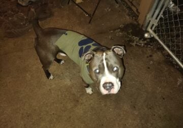 Blue nose pit free to good home