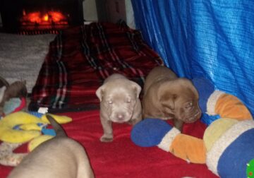 I have two sets of puppies for sale