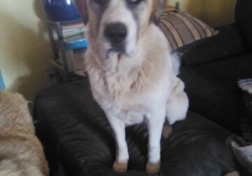 rehome Lucy female 2 yr old altonian shepard