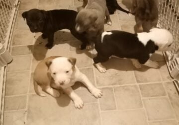 Adorable Pitbull Terriers for Sale