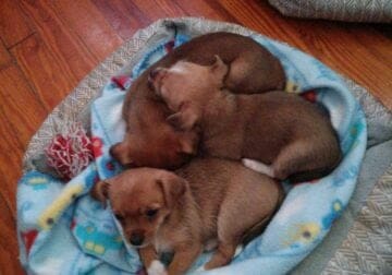 Shorkies puppies for sale