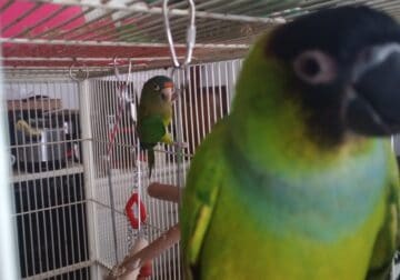 Conure’s looking for new home