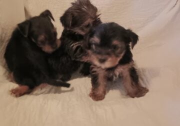 Yorkie male puppies