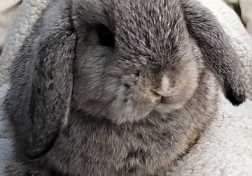 Holland Lop Bunny Rabbit – Pedigreed Female Doe