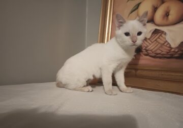 Snow White- 4 Month Old Female
