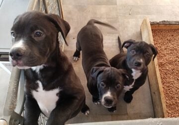 3 Male Puppies