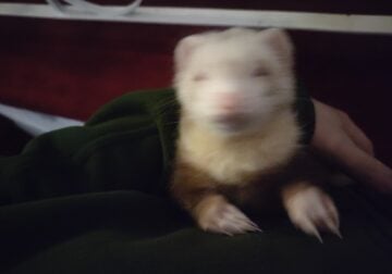 2 male ferrets for sale