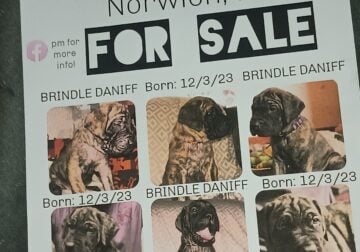 Daniff puppies for sale