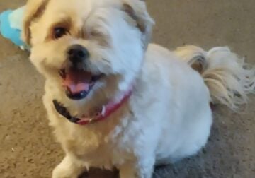 Rehoming 7yr old Female Lhasa Apso Mix